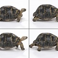 Tortoise with binding and crawling animation turtle turtle like turtle 3d model