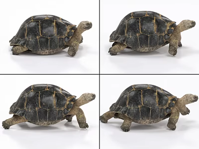 Reptile Tortoise Detailed View With Hard Shell And Four Legs In Multiple Angles 3d model