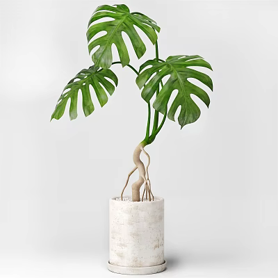 Potted Monstera Plant With Large Green Leaves And Exposed Roots In White Cylindrical Pot 3d model
