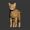 Striking Orange Tabby Cat Standing On Shiny Surface With Black Background