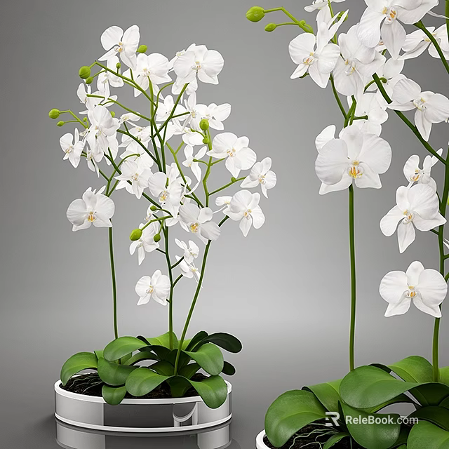 Beautiful Bonsai Potted Plant with White Orchids Green Leaves and Long Stems 3d model 