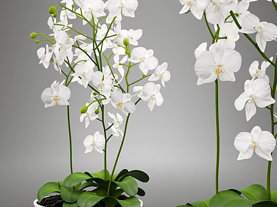 Beautiful Bonsai Potted Plant with White Orchids Green Leaves and Long Stems 3d model