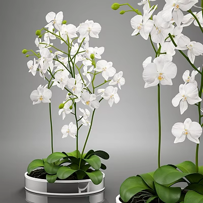 Beautiful Bonsai Potted Plant with White Orchids Green Leaves and Long Stems 3d model