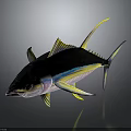 Vibrant Tuna Fish With Black Body Yellow Fins And Blue Stripes Appearance