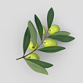 Fresh Olive Branch With Vibrant Green Olives And Lush Green Leaves