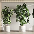 Large Leaf Green Potted Plants In White Pots For Modern Interior Decor