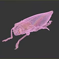 Colorful Iridescent Beetle With Shiny Metallic Body And Red Eyes