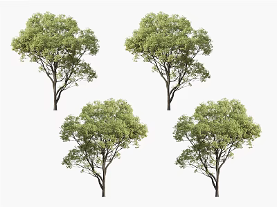 Four Lush Arbor Trees With Green Leaves And Healthy Branches 3d model