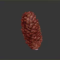 Fresh Pine Nuts In Natural Pine Cone On Black Reflective Surface 3d model