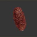 pine cone plant dried fruit 3d model