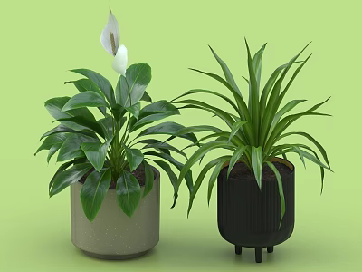 Potted Plants With White Flower Broad Leaves In Light Gray Textured And Black Wheeled Pots 3d model