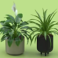 Potted Plants With White Flower Broad Leaves In Light Gray Textured And Black Wheeled Pots