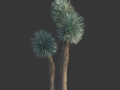 Two Arborescent Trees With Textured Trunks And Green Spiky Leaves On Dark Background 3d model