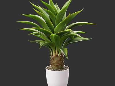Beautiful Potted Bonsai Plant With Lush Green Leaves In White Ceramic Pot 3d model