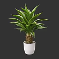 Beautiful Potted Bonsai Plant With Lush Green Leaves In White Ceramic Pot