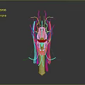 3D Anatomical Model Medical Device For Neck Blood Vessels And Nerve Structures