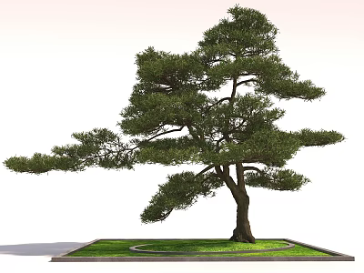 Elegant Pine Tree With Spreading Branches And Sturdy Trunk In Grassy Square Base 3d model
