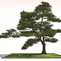 Elegant Pine Tree With Spreading Branches And Sturdy Trunk In Grassy Square Base 3d model