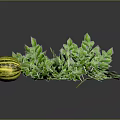 Fresh Striped Melons with Green Vines and Leaves on Blue Background with Reflection