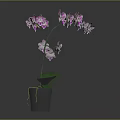 Lovely Purple Orchid Plant With Lush Green Leaves And Purple Flowers In Gray Pot