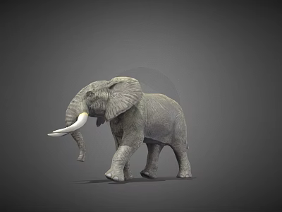 Gray Elephant With Long White Tusks Standing In 3D Model Pose 3d model