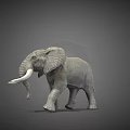 Gray Elephant With Long White Tusks Standing In 3D Model Pose 3d model