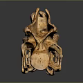 Highly Detailed Vertebrae Anatomical Structure With Realistic Bone Texture And 3D Rendering