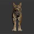 Realistic Coyote Figure With Brown Yellow Fur Standing On Dark Reflective Surface