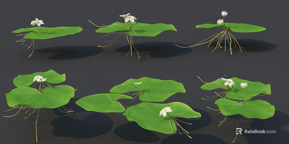 Water Lily Plants With Green Pads White Flowers And Long Roots 3d model 