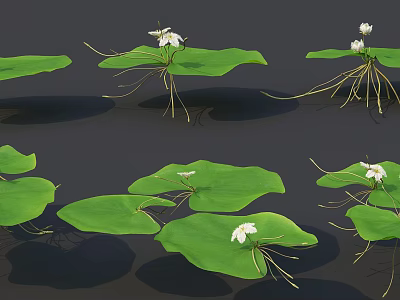 Water Lily Plants With Green Pads White Flowers And Long Roots 3d model