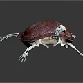 Turtle Cartoon Turtle Snapping Turtle Chickbill Turtle Reptile Cold Blooded Animal Reptile Class 3d model