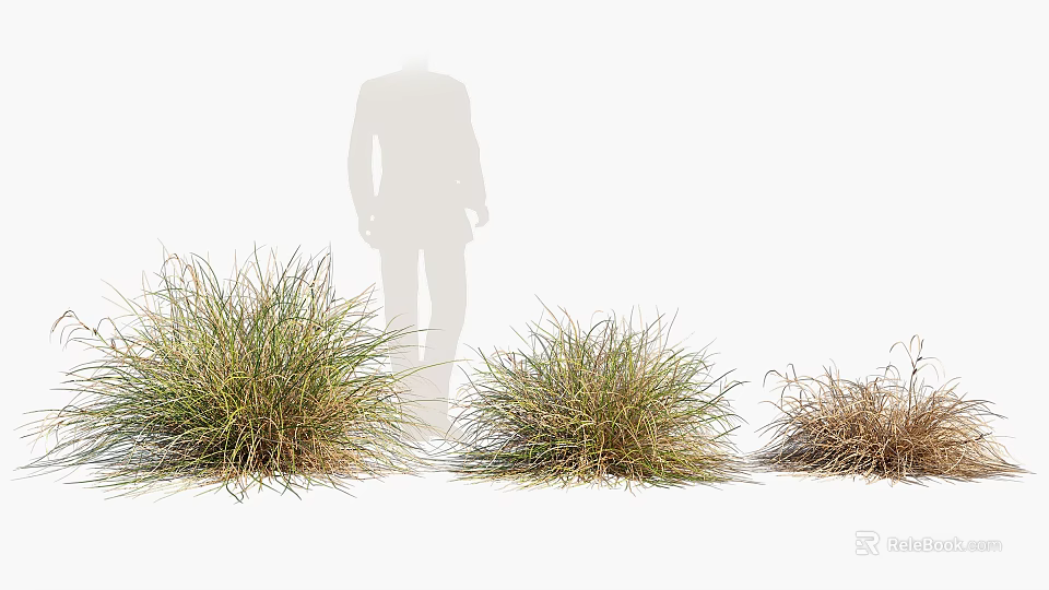 Ornamental Grass in Various Growth States with Human Silhouette on White Background 3d model 