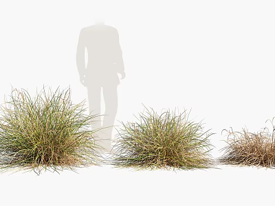 Ornamental Grass in Various Growth States with Human Silhouette on White Background 3d model