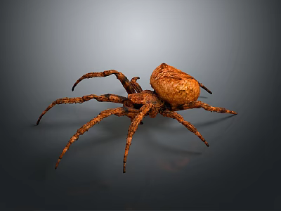 Brown Spider With Large Body And Textured Legs On Gray Gradient Background 3d model