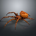 Brown Spider With Large Body And Textured Legs On Gray Gradient Background