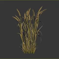 Golden Wheat Plant with Tall Upright Stalks on Dark Background