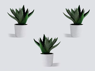 Three Green Succulent Potted Plants in White Pots on Light Gray Background 3d model