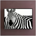 Black and White Zebra Animal Painting Framed Artwork on Brown Wall Decor