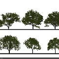 Various Arbor Trees With Lush Foliage Different Forms And Straight Trunks Arranged In Two Rows 3d model