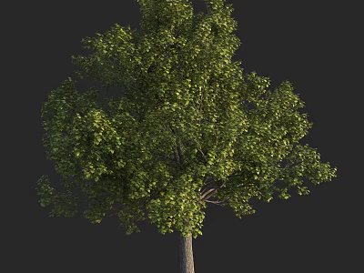 Lush Green Arbor With Dense Foliage And Sturdy Trunk In Landscape 3d model