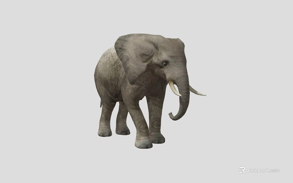 Realistic Gray Elephant 3D Model With Tusks Standing On White Background 3d model 