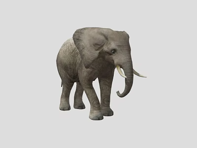 Realistic Gray Elephant 3D Model With Tusks Standing On White Background 3d model