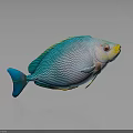 Colorful Turquoise Fish With Fine Patterns Blue Fins Tail Yellow Red Head Gray Background Reflection