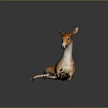 Young Brown And White Deer With White Spots Lying On Smooth Reflective Surface 3d model