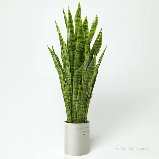 Potted Sansevieria Plant With Green Striped Leaves In White Ceramic Pot For Indoor Decor 3d model 