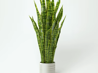 Potted Sansevieria Plant With Green Striped Leaves In White Ceramic Pot For Indoor Decor 3d model