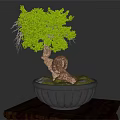 Bonsai Plant with Curved Trunk and Lush Green Leaves in Black Pot with Moss