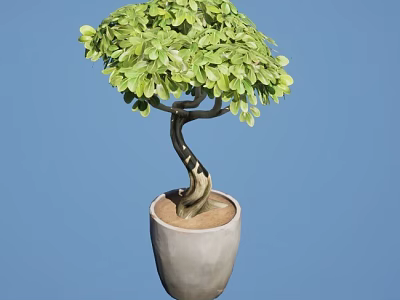 Bonsai Plant With Curved Trunk And Lush Green Leaves In Ceramic Pot 3d model