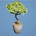 Bonsai Plant With Curved Trunk And Lush Green Leaves In Ceramic Pot
