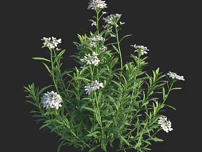 Beautiful White Flowers On Lush Green Plants With Fresh Vibrant Foliage 3d model